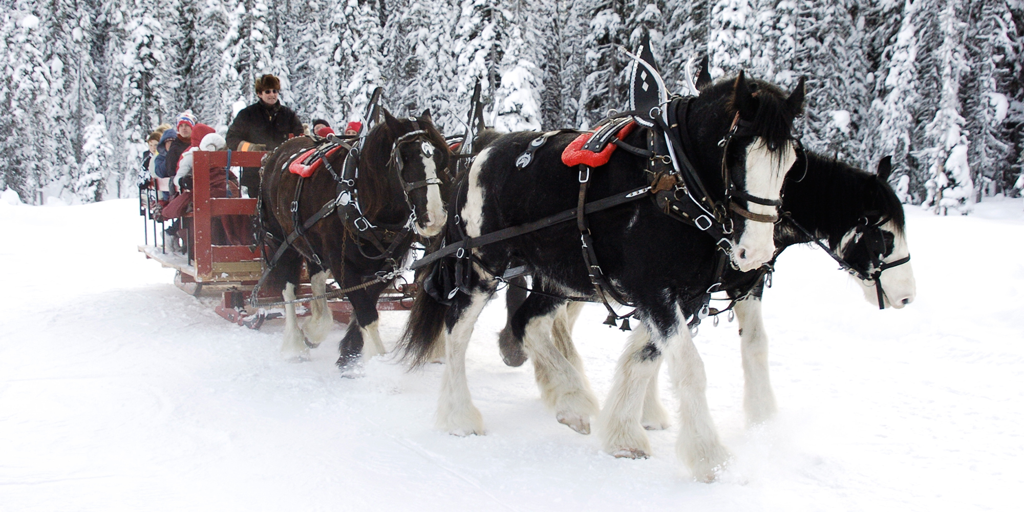 WHCA Winter Carnival - West Hillhurst Community Association